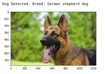 Sample Dog Output